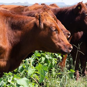 Red Angus rojo